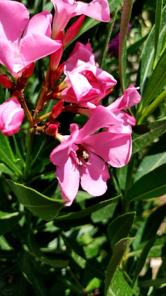 Nerium Oleander hardy Pink Oleander Winter Hardy Garden Etsy UK