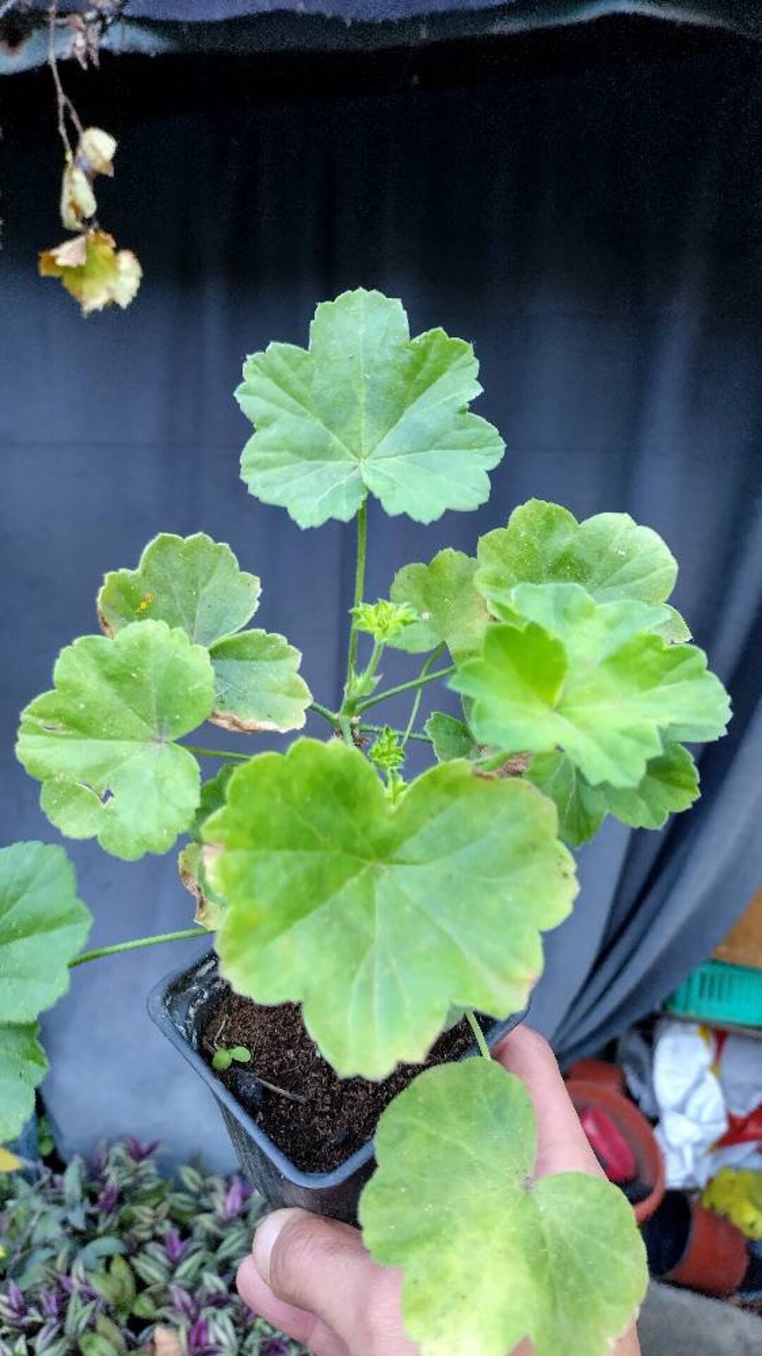 Pelargonium Millfield Rose Double Rose Flowers Exotic Light Pink ...