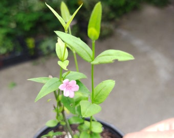 Jasminum Beesianum Winter Hardy Pink Flowering Jasminum Red Jasminum Outdoor Climber Starting Plant