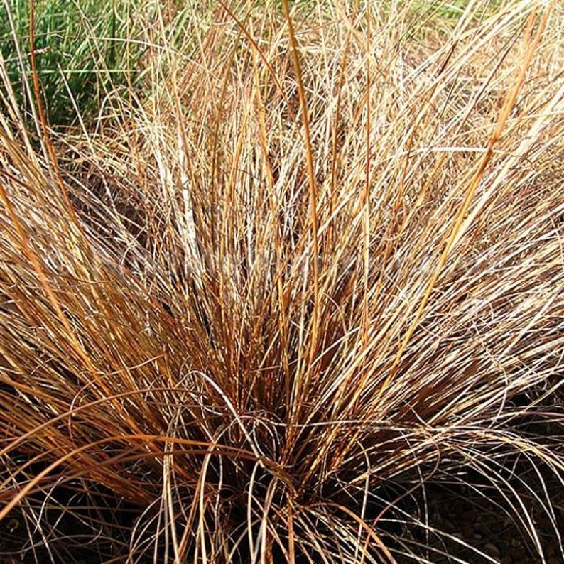 50 Seeds Carex Comans Bronze Form New Zealand Hair Sedge Carex Flagellifera Ornamental Decorative Garden Grass 50 Rare Seeds Pack