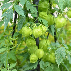 15 Seeds Pack Cardiospermum Halicacabum Balloon Vine Broad-leaved Apple Useful Tropical Garden Vine image 4