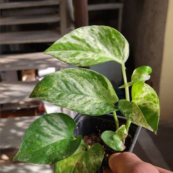 Scindapsus Aureus Reina de Mármol Pothos Raro Epipremnum Aureum Tropical Colgante Aroid Hiedra del Diablo Pothos Planta Arraigada Planta de Interior