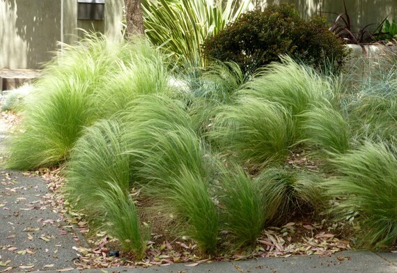 50 Fresh Seeds of Stipa tenuissima /'Pony tails/' Mexican Feather Grass