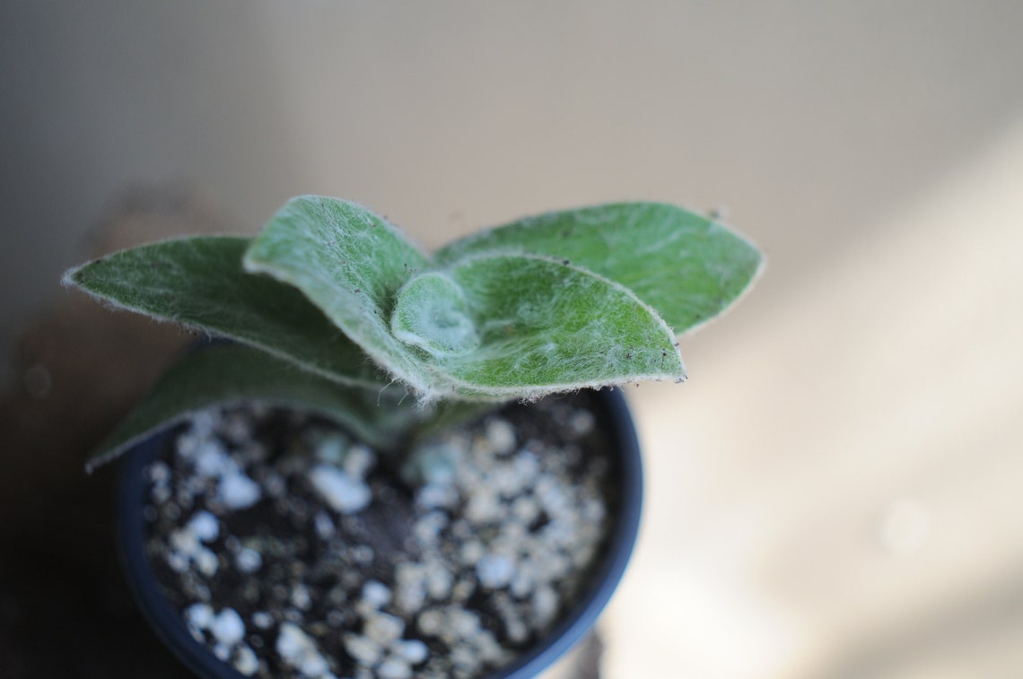 Tradescantia Sillamontana White Velvet White Gossamer ...