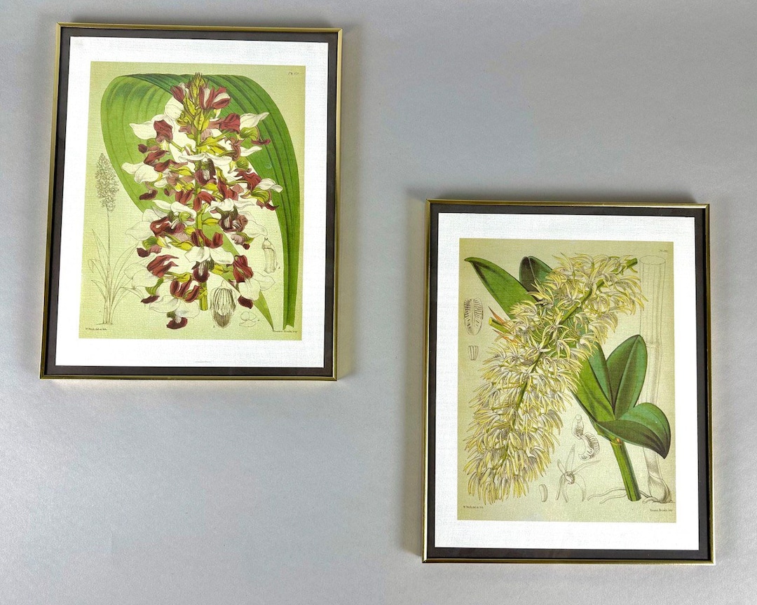 Lot De 2 Photos De Fleurs Encadrées - Cadres Dorés Sans Verre - Déco Murale
