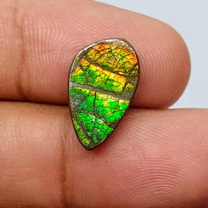 Natural Canadian Ammolite cabochon, top quality Ammolite fossil ( 6.50 crt / 18 x 11 x 04 MM )