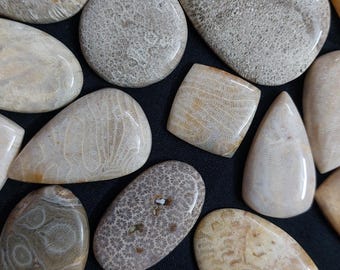May include: A collection of polished fossil stones in various shapes, including oval, teardrop, and rectangular. The stones display intricate patterns in shades of beige, tan, and gray, with a glossy finish. The arrangement is on a dark surface.