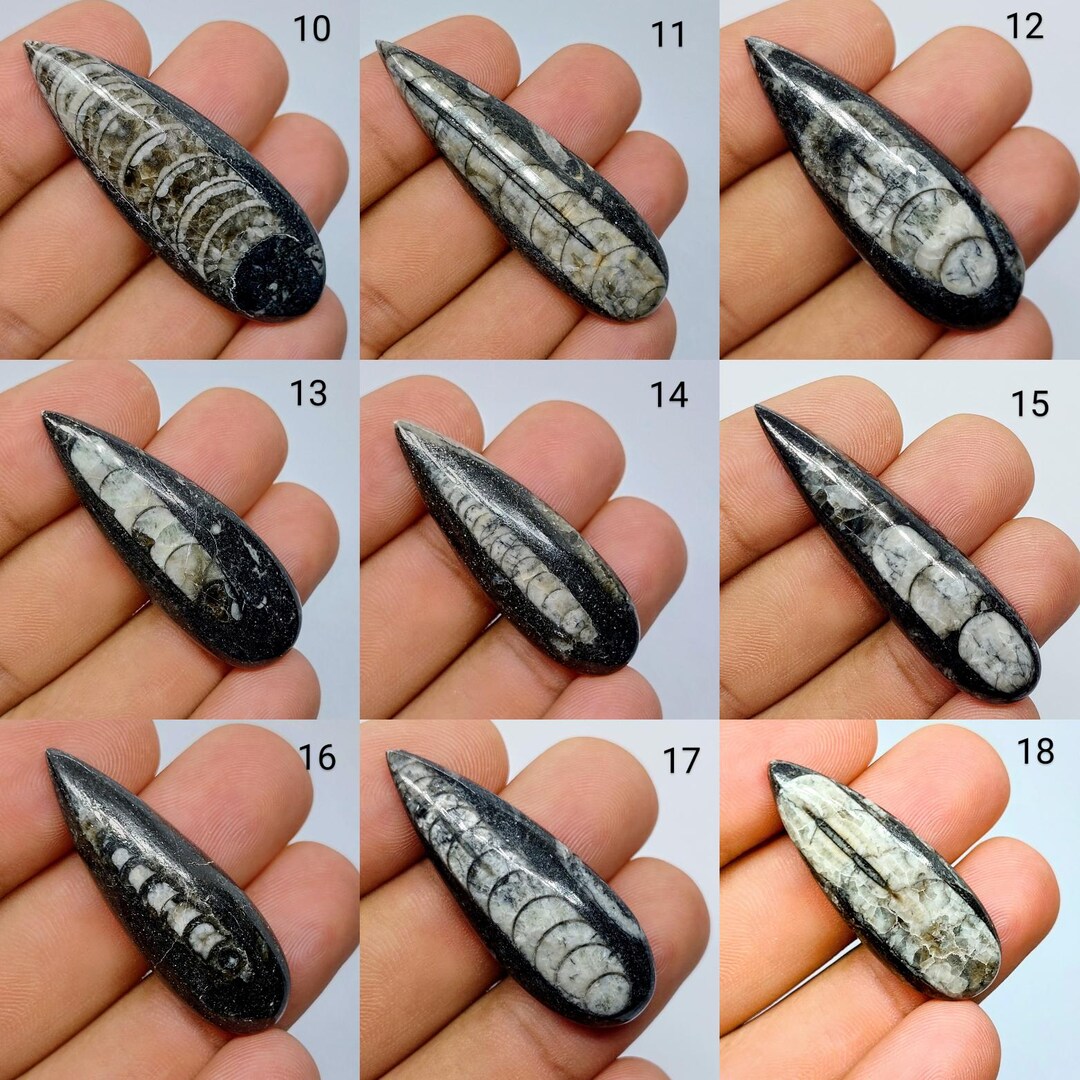 天然オルソセラス カボション、オルソセラス 化石 - Etsy 日本