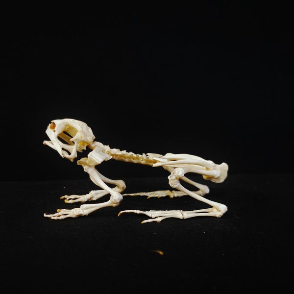 Real asian common toad skeleton Real animal skulls.