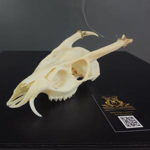 Op de afbeelding: Een crèmekleurige dierenschedel met prominente geweien en tanden. De schedel ligt op een zwart oppervlak, met een kleine kaart met de tekst "YELLOWS CURIOSITIES" en een QR-code.