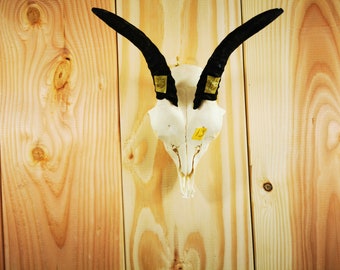 BLESBOK BLESBUCK SKULL Real animal skull Sheep Goat skull Animal horns Animal antlers Taxidermy mount Sheep skull Deer antlers ram