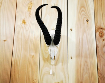 BLESBOK BLESBUCK SKULL Real animal skull Sheep Goat skull Animal horns Animal antlers Taxidermy mount Sheep skull Deer antlers ram