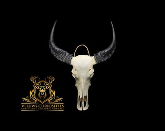 skull of a water buffalo with horns, professional cleaned.