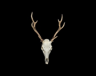 Beautiful Japanese sika deer skull, professional cleaned.