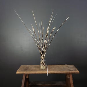3 different sizes of 10x cape porcupine quills.