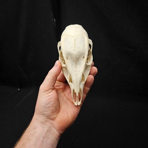 Op de afbeelding: Een witte dieren schedel met een lange snuit, van bovenaf bekeken, vastgehouden in de hand van een persoon tegen een zwarte achtergrond.