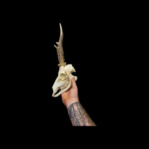 Real roe deer skull with bottom jaw and antlers. professional cleaned. European roe deer.