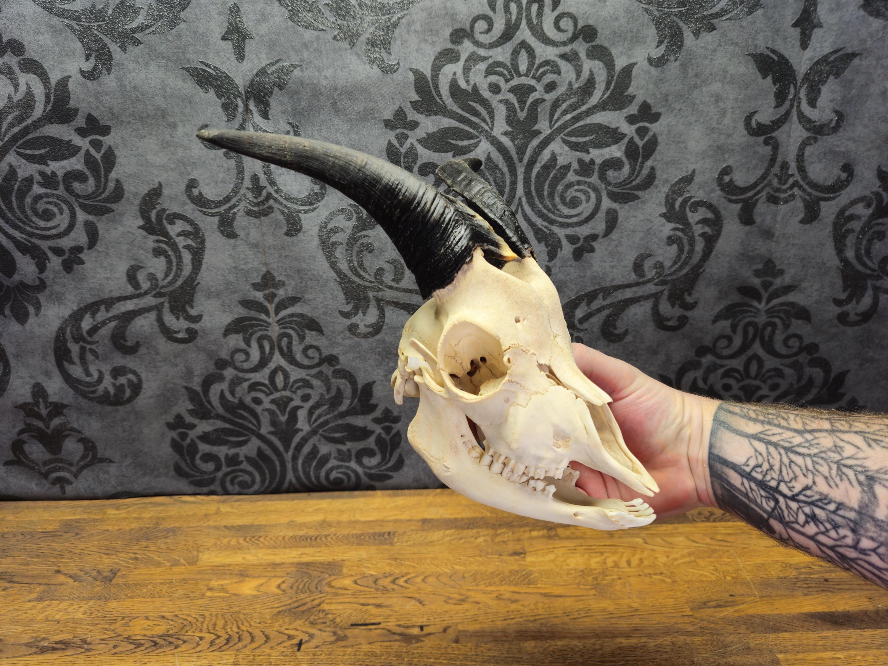 Real Dutch Landrace goat skull with horns. professional cleaned.