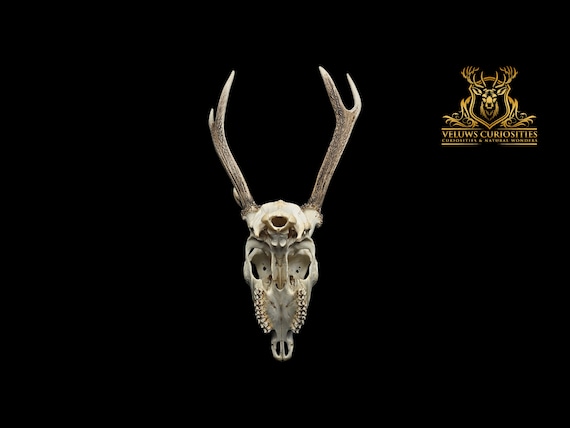 Japanese Sika Deer Skull – Professionally Cleaned, Gothic Home