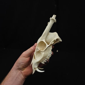 Op de afbeelding: Een witte dieren schedel met tanden en een lange benige uitsteeksel aan de bovenkant. De schedel wordt in de hand van een persoon gehouden.