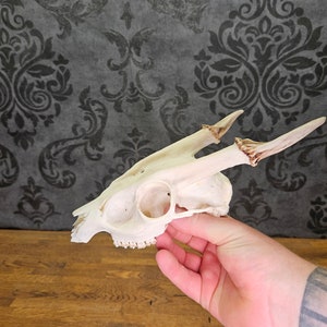 Op de afbeelding: Een witte hertenschedel met geweien. De schedel is schoon en heeft geen zichtbare schade. De geweien zijn aan de schedel bevestigd en zijn in goede staat.