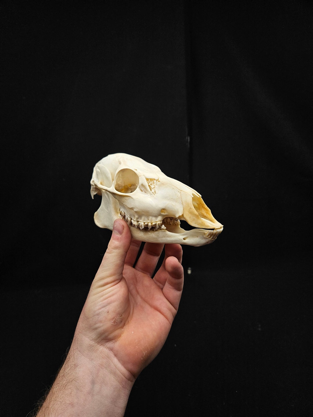 Chinese Water Deer Skull With Fangs – Ethically Sourced Oddity - Etsy