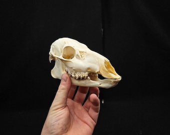 Chinese Water Deer Skull With Fangs – Ethically Sourced Oddity - Etsy