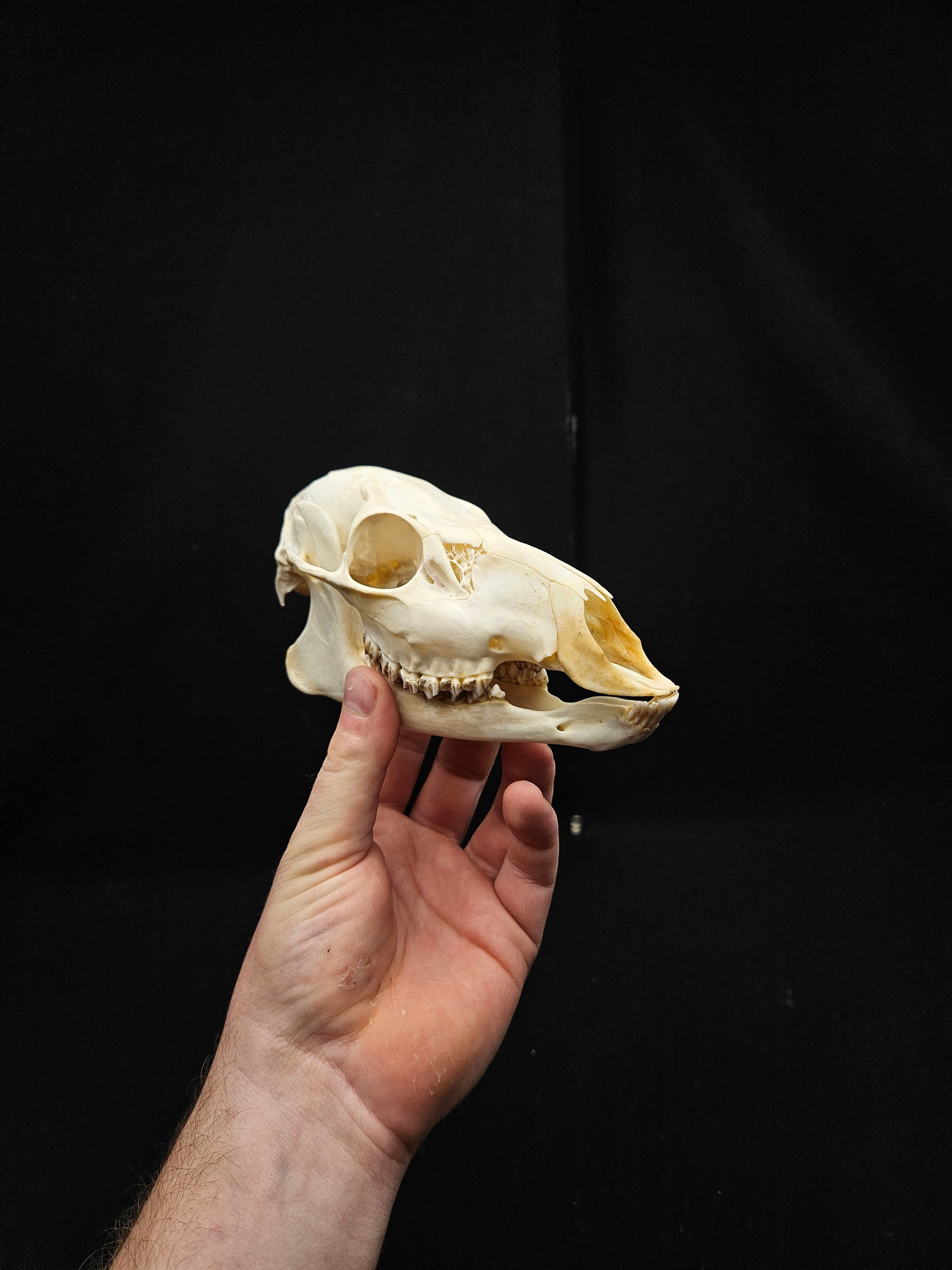 高品質！ キバノロ ♂ （Chinese Water Deer）頭骨 Chinese Water Deer Skull - Bone Clones - Osteological Reproductions