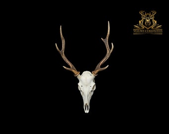 Beautiful Japanese sika deer skull, professional cleaned.