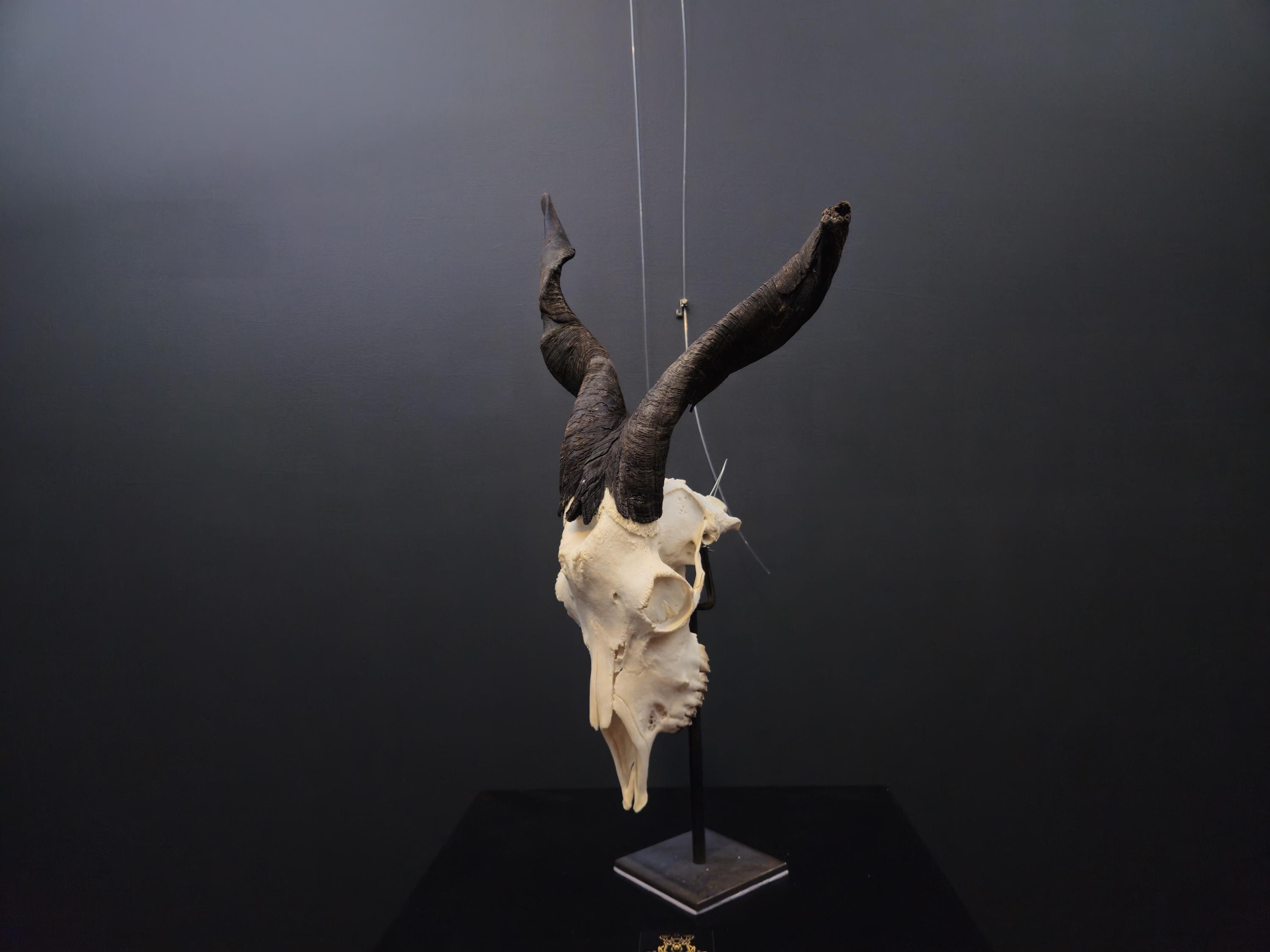 本物の角付きヤギの頭蓋骨、ギリシャ産！死体で発見。 - Etsy 日本