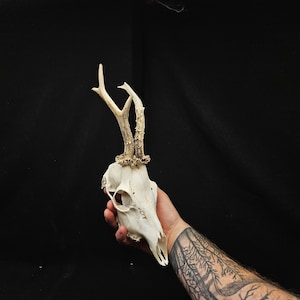 Real roe deer skull with antlers. professional cleaned. European roe deer.