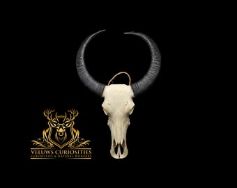 skull of a water buffalo with horns, professional cleaned.
