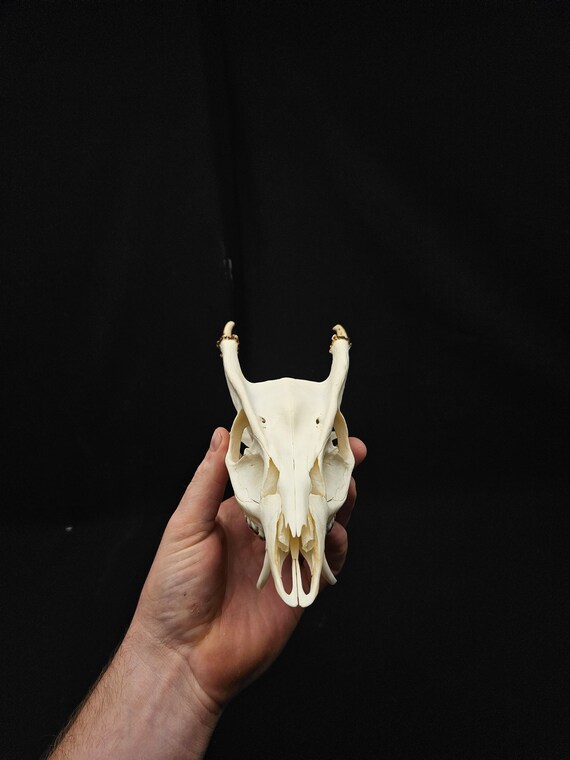 Reeves's Muntjac Skull With Antlers & Fangs: Professionally
