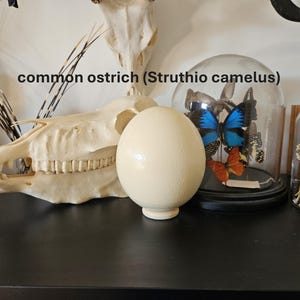 Blown-Out Ostrich Egg | Professional Cleaned | Display on Pedestal | Natural Curiosity Decor