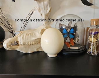 Blown-Out Ostrich Egg | Professional Cleaned | Display on Pedestal | Natural Curiosity Decor