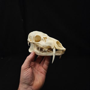 Chinese Water Deer Skull With Fangs – Ethically Sourced Oddity - Etsy
