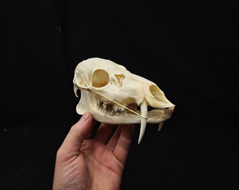 Chinese Water Deer Skull - Etsy