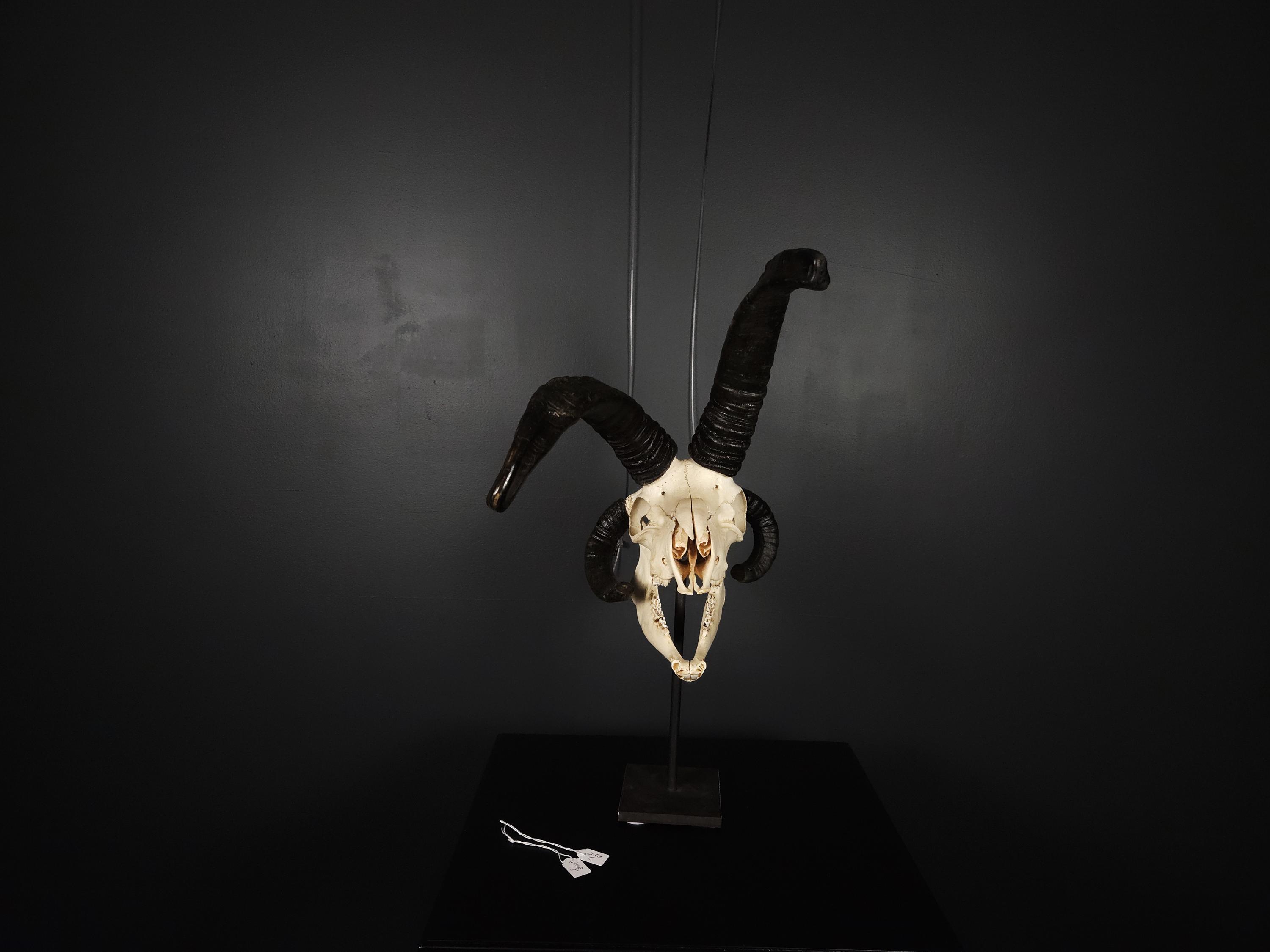skull of a jacob sheep ram with 4 horns, professional cleaned.