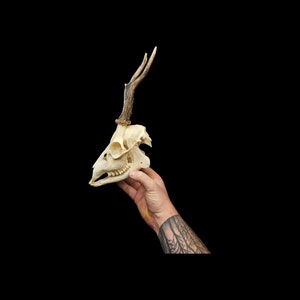 Real roe deer skull with bottom jaw and antlers. professional cleaned. European roe deer.