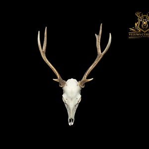 Czaszka japońskiego jelenia sika – Cervus nippon – profesjonalnie oczyszczona, okaz naturalny, wystrój gotycki, sztuka na kościach.