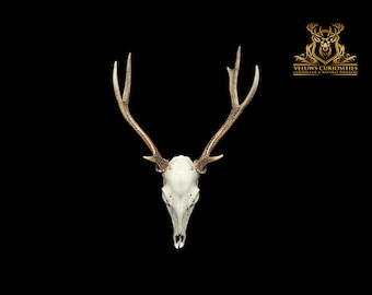 Beautiful Japanese sika deer skull, professional cleaned.