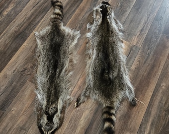 tanned Raccoon hide -  Procyon lotor - professional tanned.