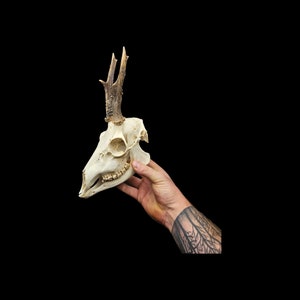 Real roe deer skull with bottom jaw and antlers. professional cleaned. European roe deer.