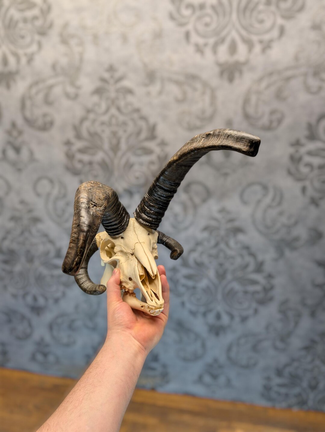 Rare 4 Horn Jacob Sheep Ram Skull – Real Animal Skull – Oddities ...