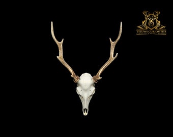 Beautiful Japanese sika deer skull, professional cleaned.