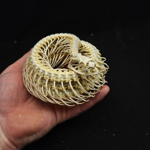 Real snake skeleton white-lipped tree viper Real animal skulls.