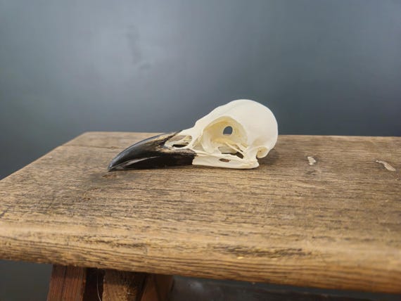 Crâne de corneille noire européenne - Corvus Corone - nettoyé par un professionnel.