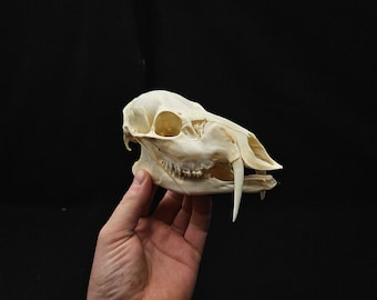 Chinese Water Deer Skull With Fangs – Ethically Sourced Oddity - Etsy