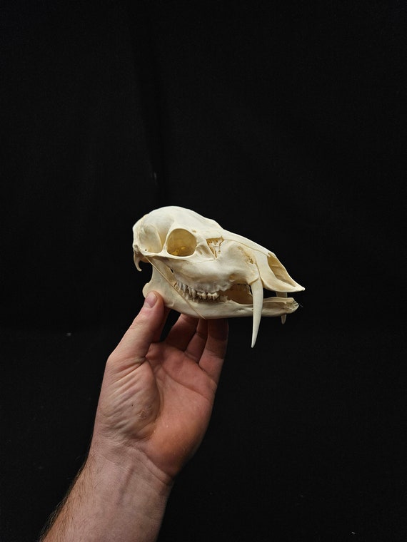 Chinese Water Deer Skull With Fangs – Professionally Cleaned