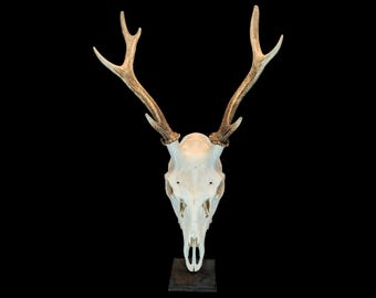 蝦夷鹿hunting trophy（deer skull）アシンメトリー Japanese Sika Deer Skull – Professionally Cleaned, Gothic Home